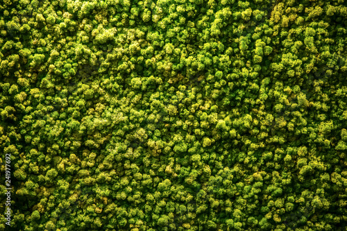 green trees top view background image