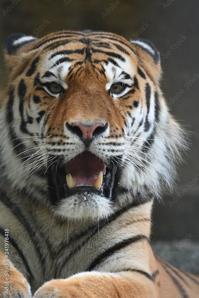 Fototapeta premium アムールトラ