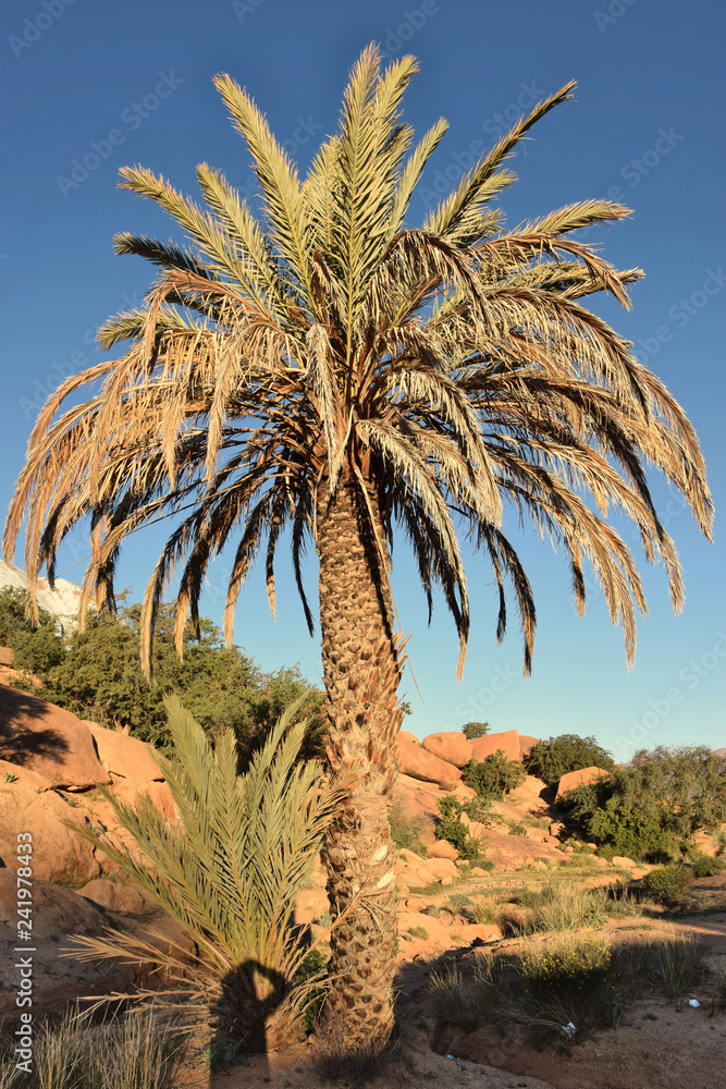 Date palm in Anti-Atlas
