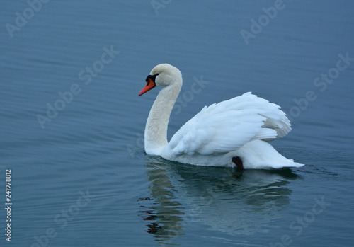 Fototapeta Naklejka Na Ścianę i Meble -  Mute Swan on water