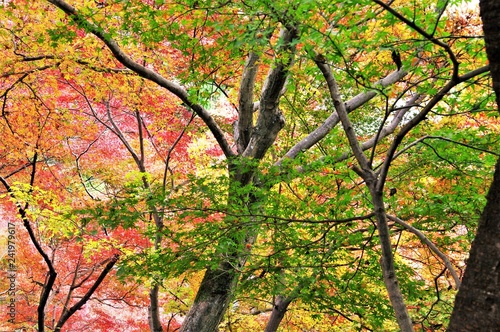 Scenery of Japanese autumn leaves.