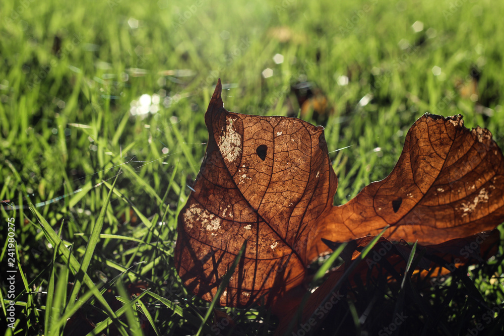 Otoño Otoño