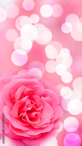 selection focus pink roses   bokeh background