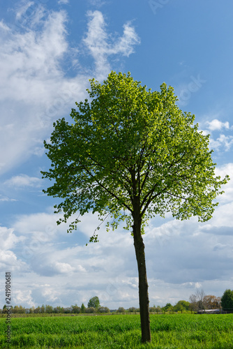 niederrheinische Landschaft photo