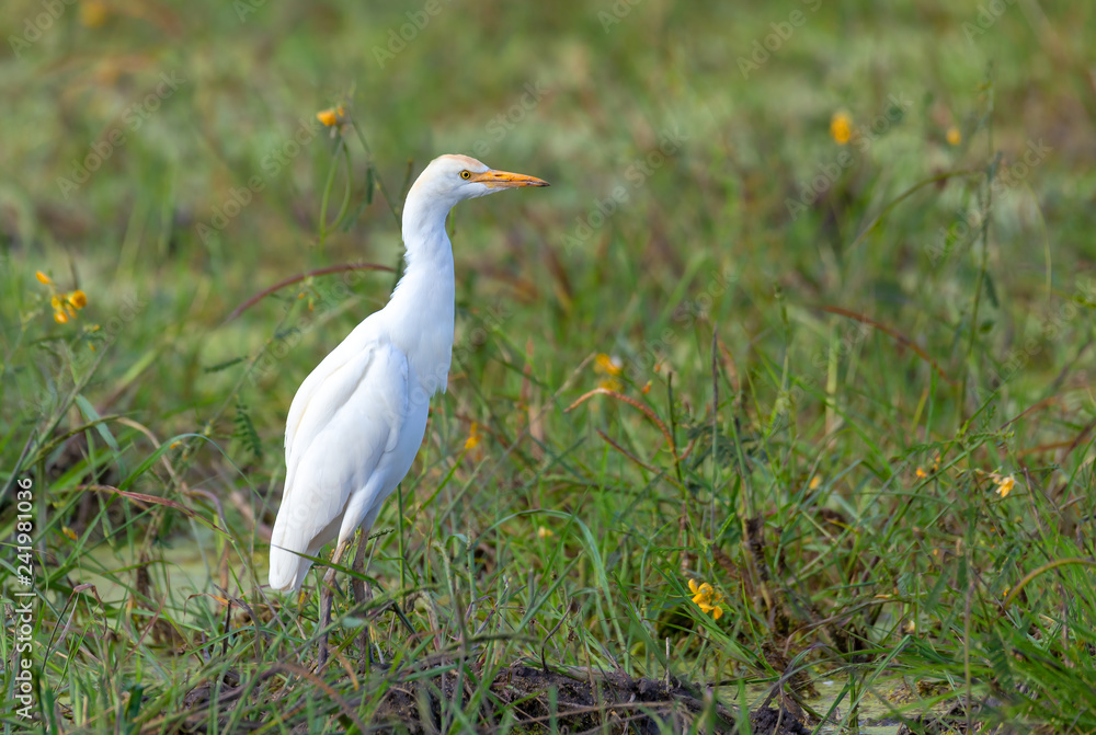 beautiful bird Cattle egret family Ardeidae(Bubulcus ibis) in moremi game reserve, Botswana Africa safari wildlife beautiful bird Cattle egret family Ardeidae(Bubulcus ibis) in moremi game reserve, Botswana Africa safari wildlife
