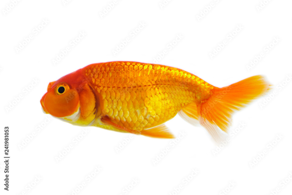 Image of goldfish isolated on white background . Animal. Pet.
