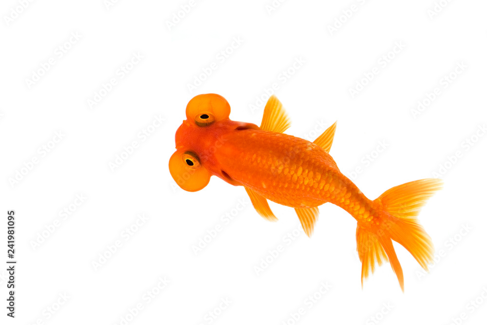 Image of bubble eye goldfish isolated on white background . Animal. Pet. Image of bubble eye goldfish isolated on white background . Animal. Pet.