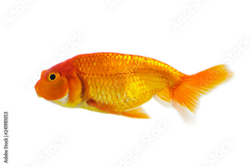 Image of goldfish isolated on white background . Animal. Pet. © yod67