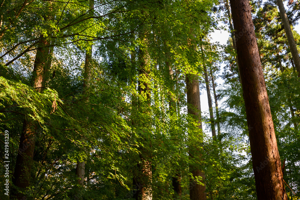 Obraz premium forest