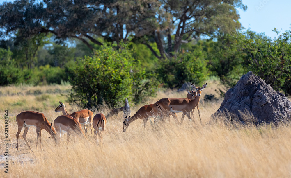 Naklejka premium herd of Impala antelope in natural habitat, Moremi Game Reserve Botswana, Africa wildlife
