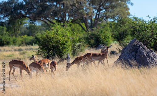 herd of Impala antelope in natural habitat, Moremi Game Reserve Botswana, Africa wildlife photo