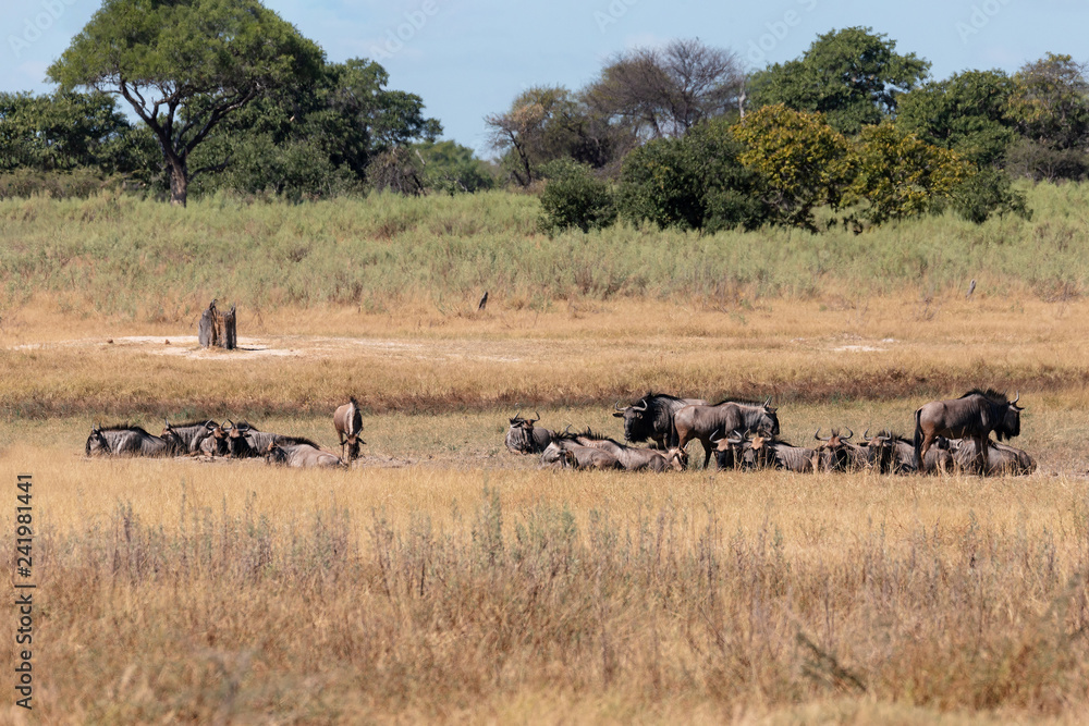 wild herd of Blue Wildebeest Gnu in natural habitat Moremi Game reserve, green swamp after rain season. Botswana Africa wildlife safari wild herd of Blue Wildebeest Gnu in natural habitat Moremi Game reserve, green swamp after rain season. Botswana Africa wildlife safari