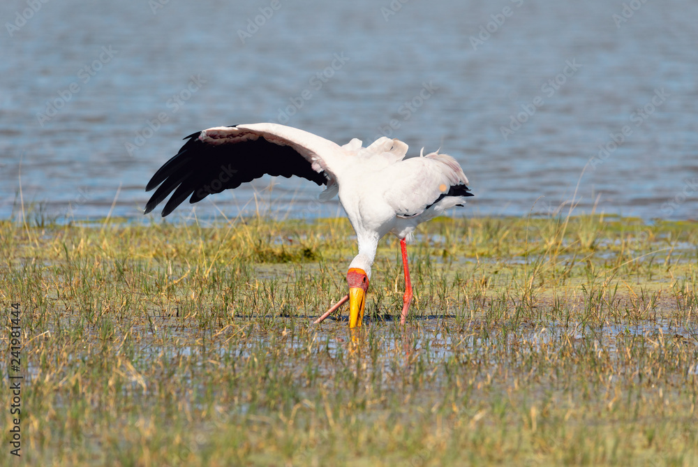 big bird Yellow-billed stork (Mycteria ibis) catching food in okavango swamp to long beak in natiral habitat Moremi game reserve Botswana, Africa wildlife big bird Yellow-billed stork (Mycteria ibis) catching food in okavango swamp to long beak in natiral habitat Moremi game reserve Botswana, Africa wildlife