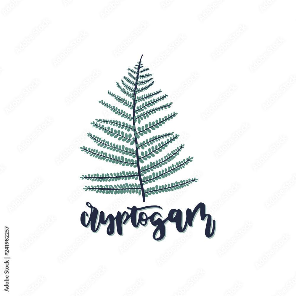 Fern leaf isolated on white background. Fern leaf isolated on white background.