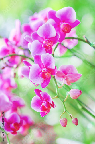 Colorful inflorescence of purple pink orchids flower blooming on branch tree in garden background