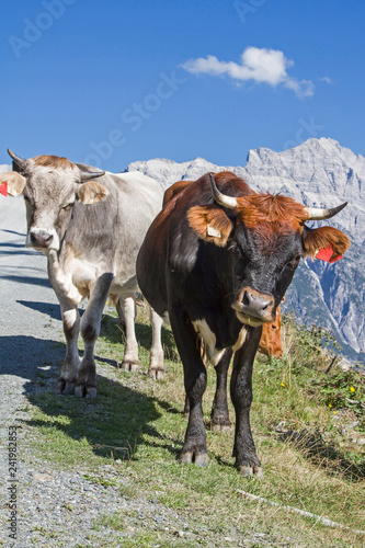 Kühe in den Leonganger Steinbergen photo