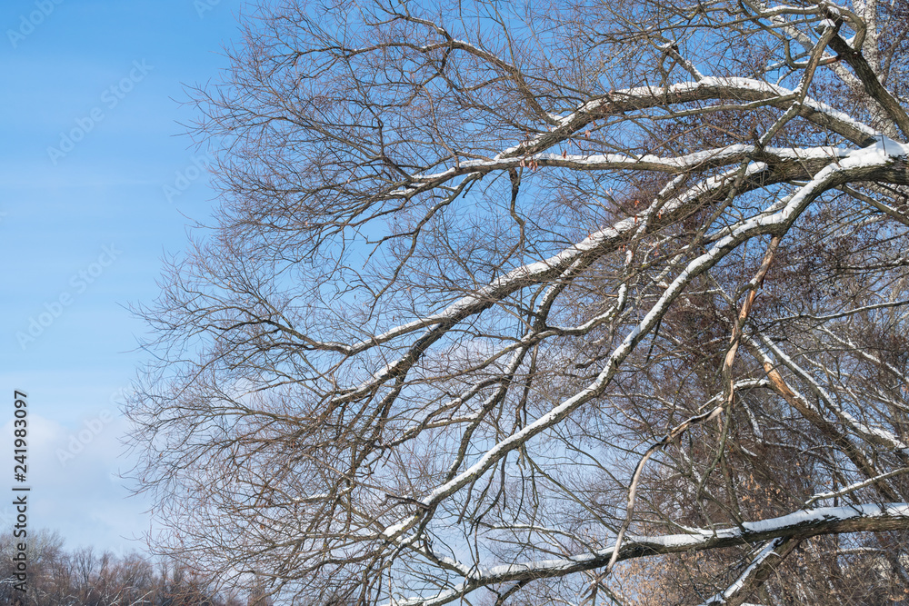 Snow-covered tree branches against the blue sky Snow-covered tree branches against the blue sky