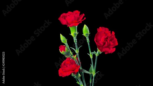 Carnation flowers blossom, time-lapse with alpha channel