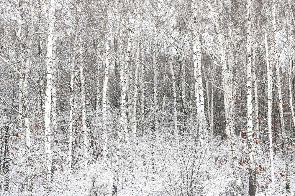 Fototapeta premium Black and white birch trees with birch bark in birch forest among other birches in winter on snow