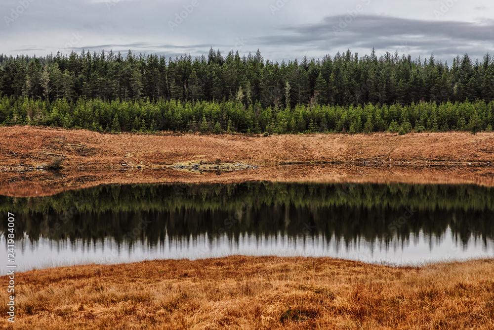 Pine forest and lake in Conemara