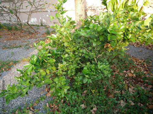 Lemon trees, green balls and green leaves.