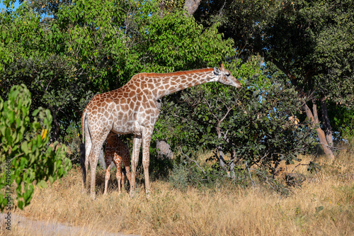 Fototapeta Naklejka Na Ścianę i Meble -  giraffe with calf, Africa wildlife safari