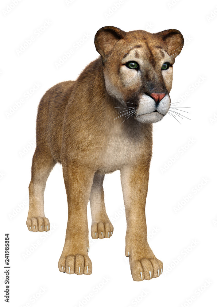 Obraz premium 3D Rendering Big Cat Puma on White