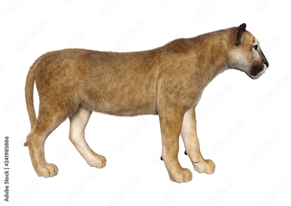 Obraz premium 3D Rendering Big Cat Puma on White