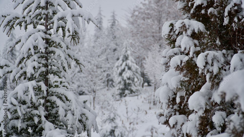 snow covered trees snow covered trees