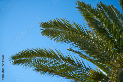 Palm tree leaves