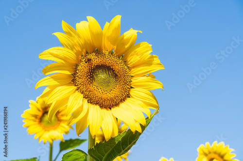 The beauty of the sunflowers in the bright sky