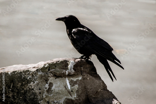 crow