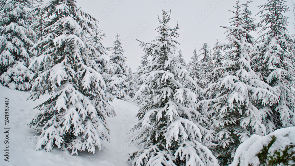 Fototapeta premium snow covered trees
