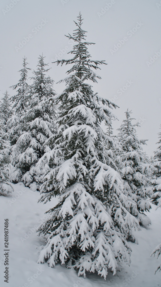 snow covered trees snow covered trees