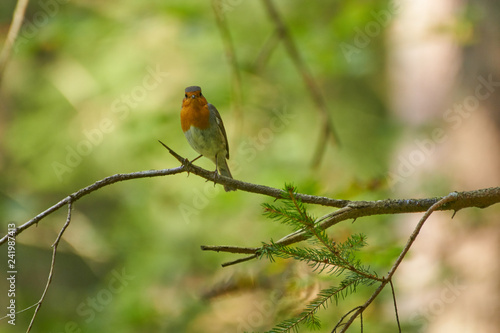 Robin sitting on a branch in the wood