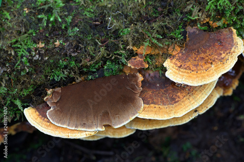 Alder Bracket fungus, Inonotus radiatus photo