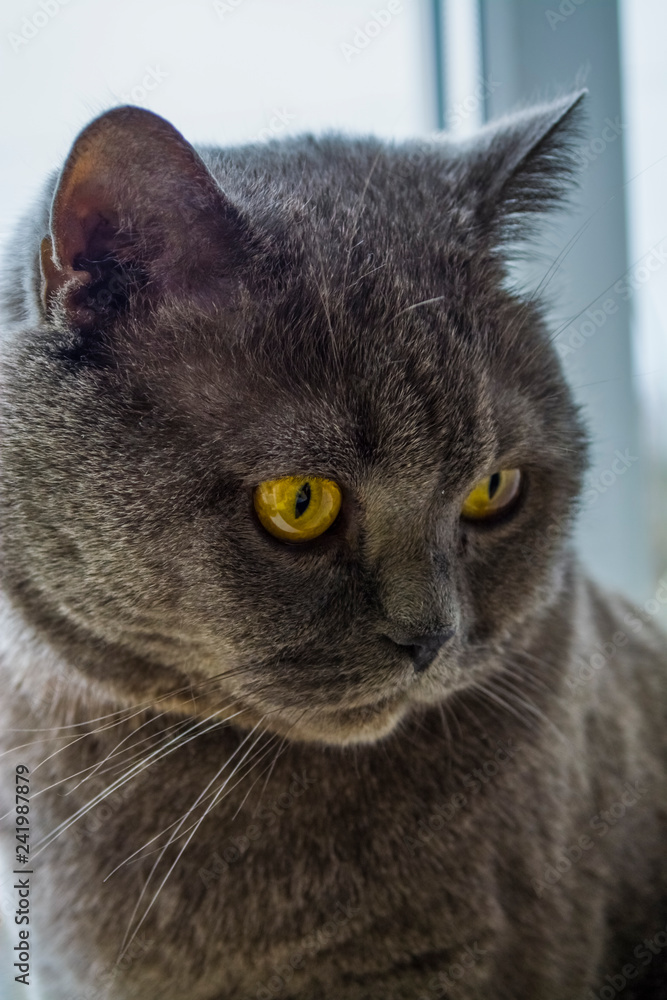 Thoroughbred and adult gray short-haired British cat with yellow eyes. Lovely kitten.