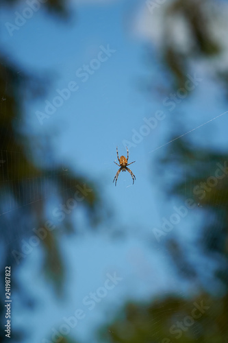Cross spider in the net