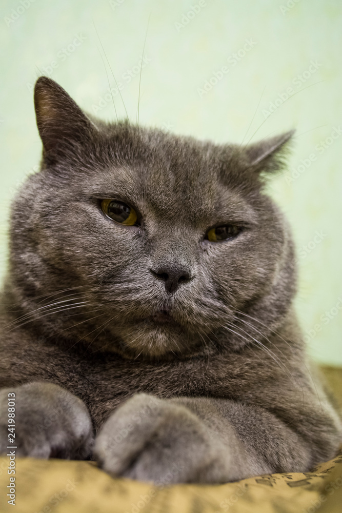Thoroughbred and adult gray short-haired British cat with yellow eyes. Lovely kitten. Thoroughbred and adult gray short-haired British cat with yellow eyes. Lovely kitten.