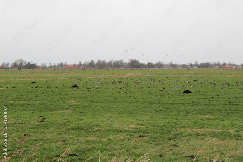 wild geese in the countryside