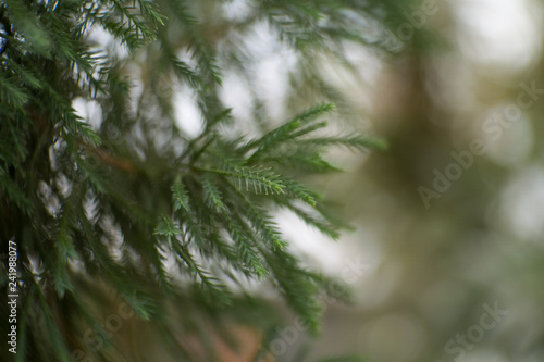 branch of a tree shoot by mannual lens.