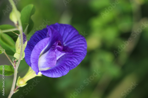 Butterfly pea at garden