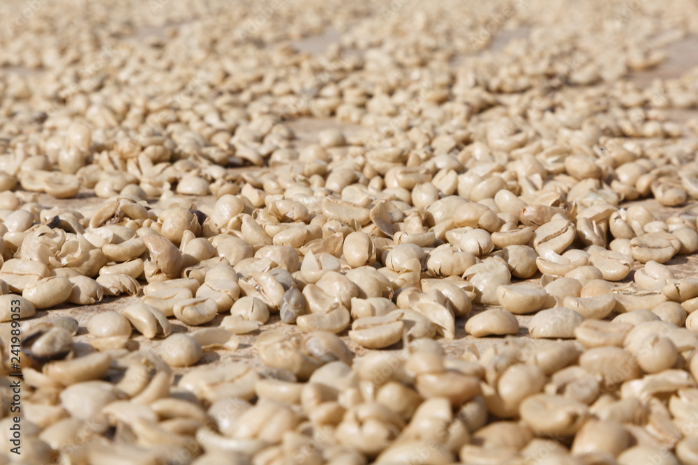Raw Coffee bean on Ground the Dehydration Process. Raw Coffee bean on Ground the Dehydration Process.