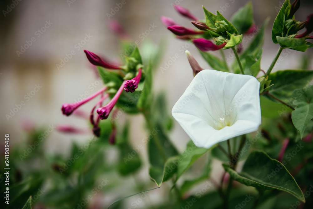 Beautiful white flower in the backyard, bokeh background and evening sun Beautiful white flower in the backyard, bokeh background and evening sun
