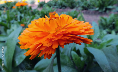 Side view of a orange colored Calandula flower photo