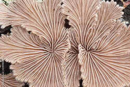 Gillies, Split Gills or Split gill, Schizophyllum commune, is an important medicinal mushroom with antiviral properties photo