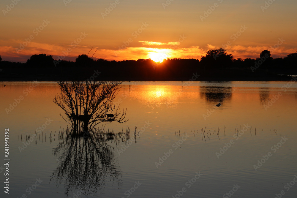 Bird makes a nest in the sunset on a small lake in Denmark in springtime