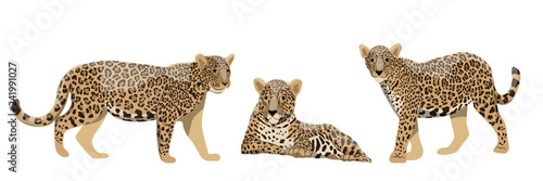 Set of wild cats jaguars or leopards in different poses. Wildlife of the rainforests of the Amazon and South America. Realistic Vector animal