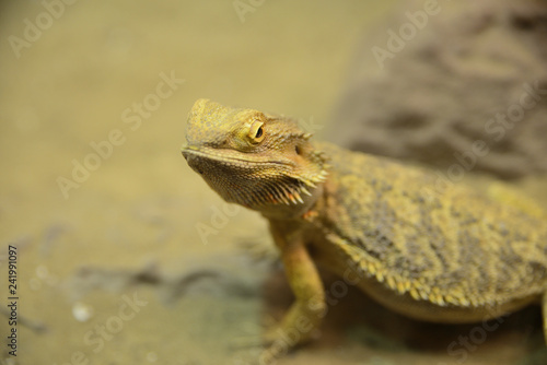 australian agama  lizard