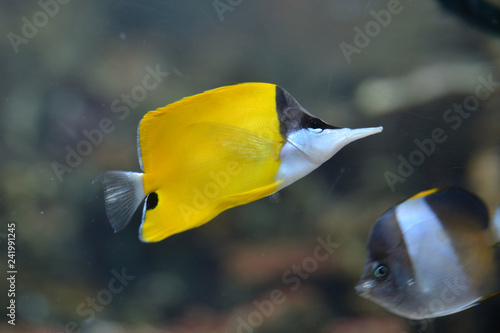 colored fish in the aquarium